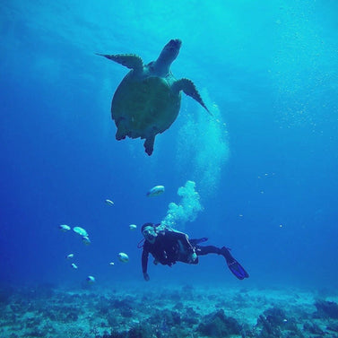 Cozumel - March 2024 - Non-Diver Package